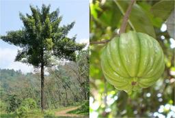 [건강식품 삐딱보기] 가르시니아, 카테킨은 정말 다이어트에 도움될까