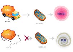 [홍성재 원장 의학칼럼] 신진대사를 촉진 시키는 L-카르니틴(Carnitine)