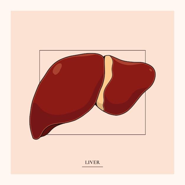 가르시니아는 먹으면 정말 위험할까? 칼럼 썸네일 이미지