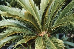 🧑🏻‍⚕️ 쏘팔메토, 이런 분께 추천해요!