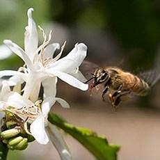 커피 꽃벌화분 정정지역 비폴렌의 귀족 커피비폴렌 꽃가루 로얄제리 180g, 비폴렌(커피꽃화분)180g, 1개 이미지