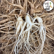 6년근 수삼 인삼 풍기인삼 갈아먹는 난발삼 특대사이즈 풍기인삼시장 한보인삼사, 300g, 1개 상세 이미지