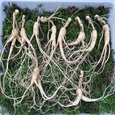 대영산삼 12년근 10뿌리 장뇌삼 뇌두 확실한 야생 임하삼 중국삼 산삼 선물세트, 15뿌리, 1개 이미지