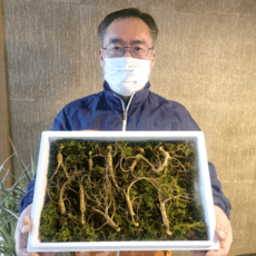 강원도에서 자란 산삼 10년근 5뿌리 (산양삼/장뇌삼), 1세트, 10g 이미지