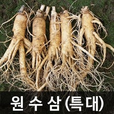 청명네이처 금산인삼 수삼(원수삼) 특대 (750g) (6~7뿌리), 1개, 750g 상세 이미지