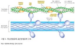 근육은 어떻게 만들어지고 어떻게 움직일까?  출처 : https://health.chosun.com/healthyLife/column_view.jsp?idx=9326