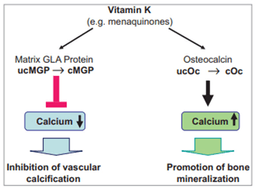 뼈 건강에 아직도 칼마디? 요즘 대세는 비타민K2!