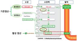일반 엽산, 효과가 없다?