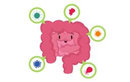 장 건강엔 프로바이오틱스 vs 프리바이오틱스?